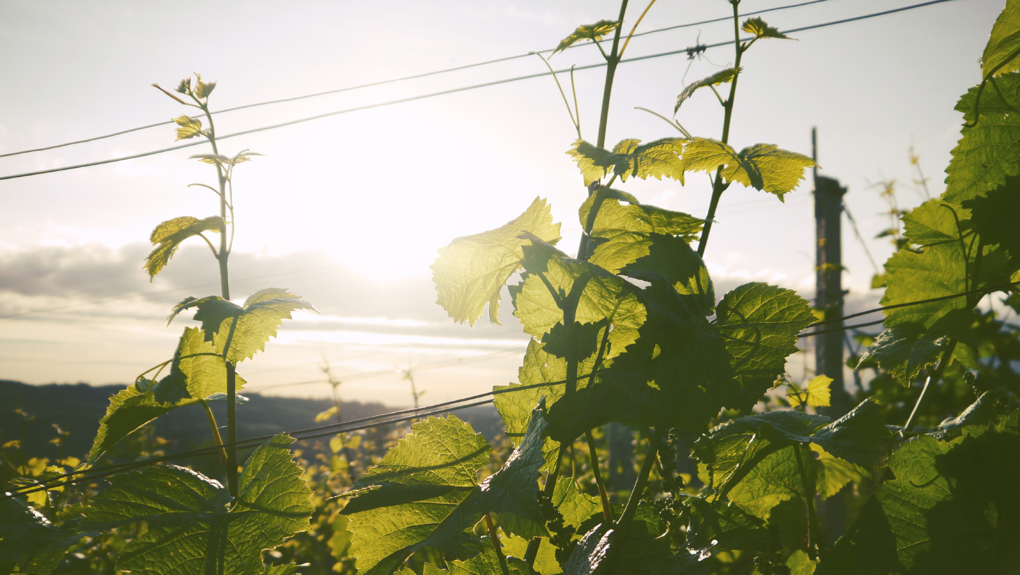 Plants reaching towards a clear and sunny sky, symbolizing growth and mental clarity.