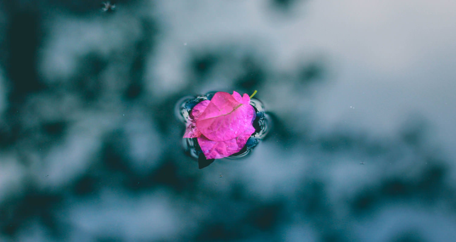 Bright pink petals layered on top of each other, floating on a pool of clear water.