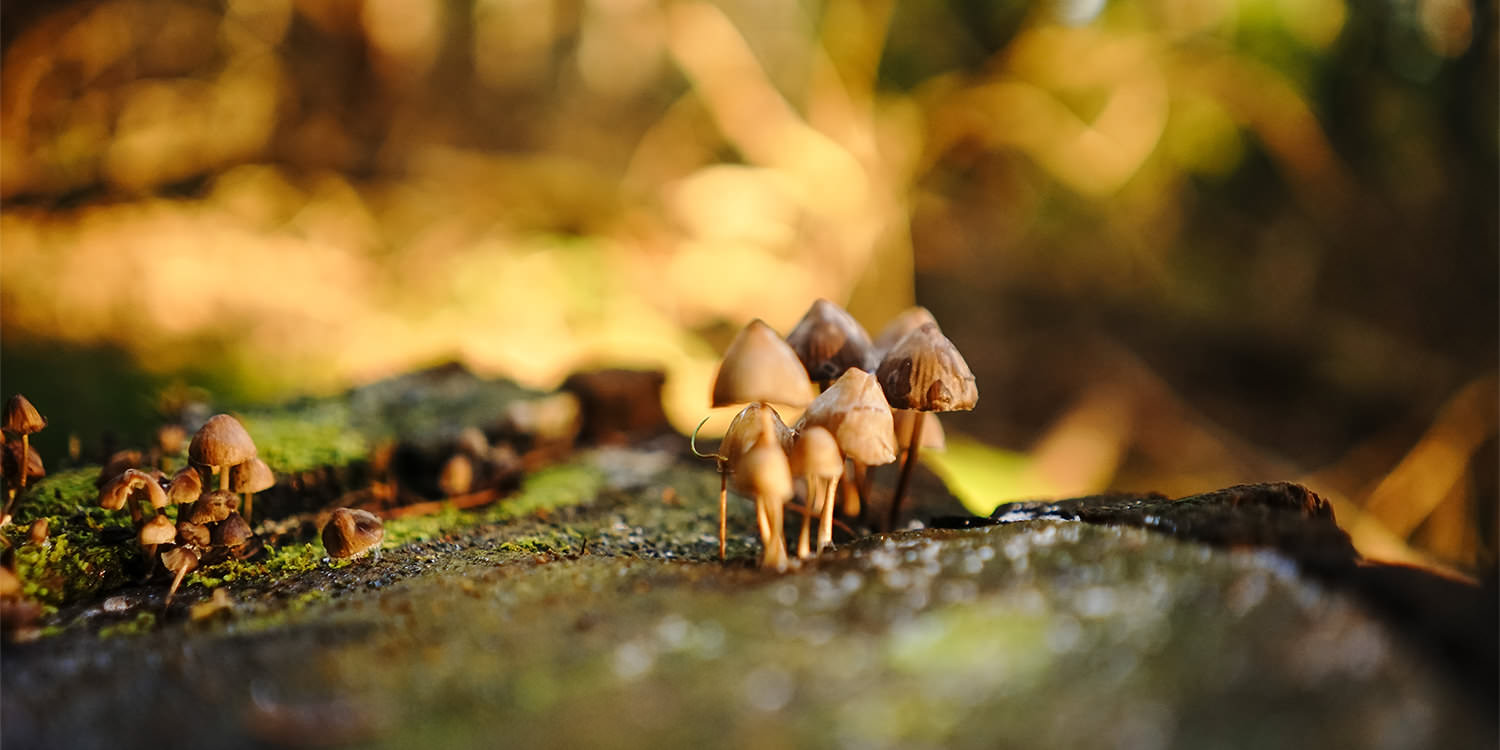 A bundle of small beige mushrooms growing on a log.