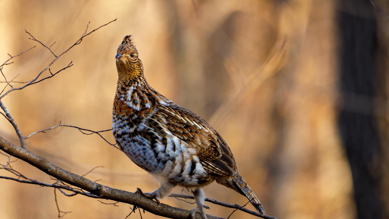 A partridge is sitting on a tree branch. It has brown and white mottled plumage, a black beak, and little feathers that stick up at the top of its head. It is looking at the camera and seems to be in a forest in early spring or late fall, since there's no leaves on the trees.