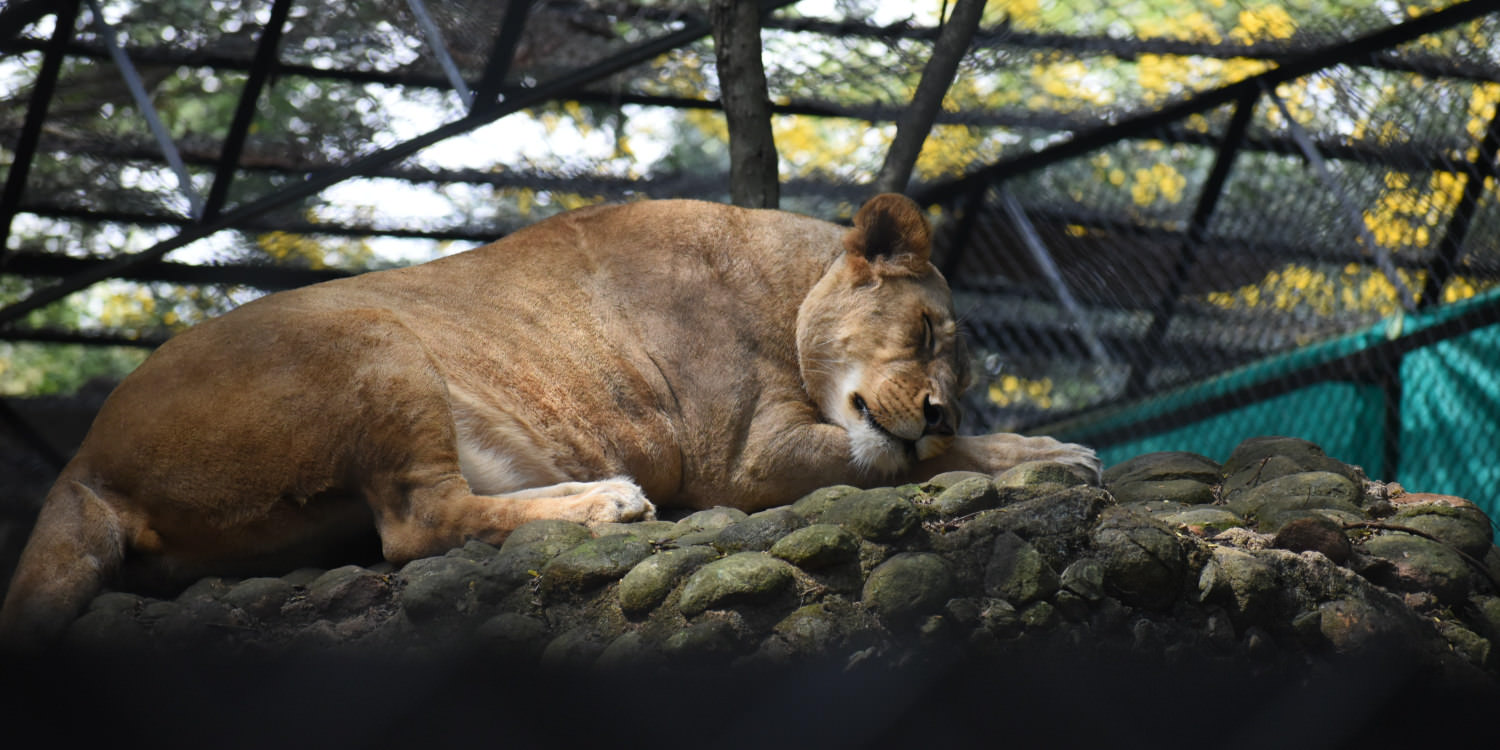 A lioness sleeping on a rock in an enclosed space. In the background you can see the walls of her enclosure.