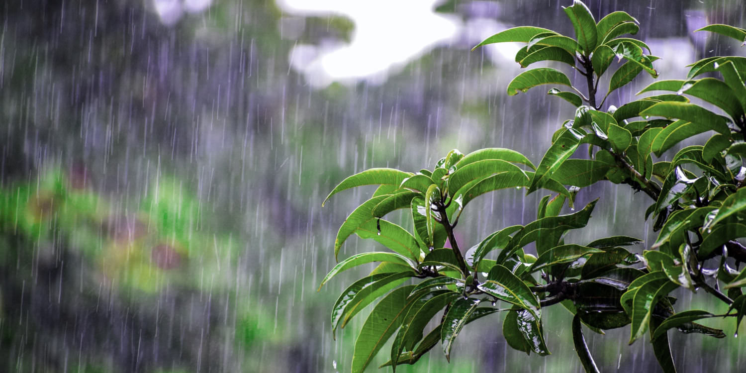 A torrent of rain falling what looks like a public park. Out of focus in the background there are trees, bushes and grass. In the foreground are boughs of a small tree with glossy green leaves.