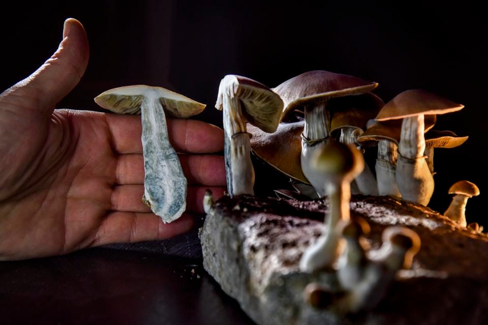 A picture of mushrooms and psilocybin