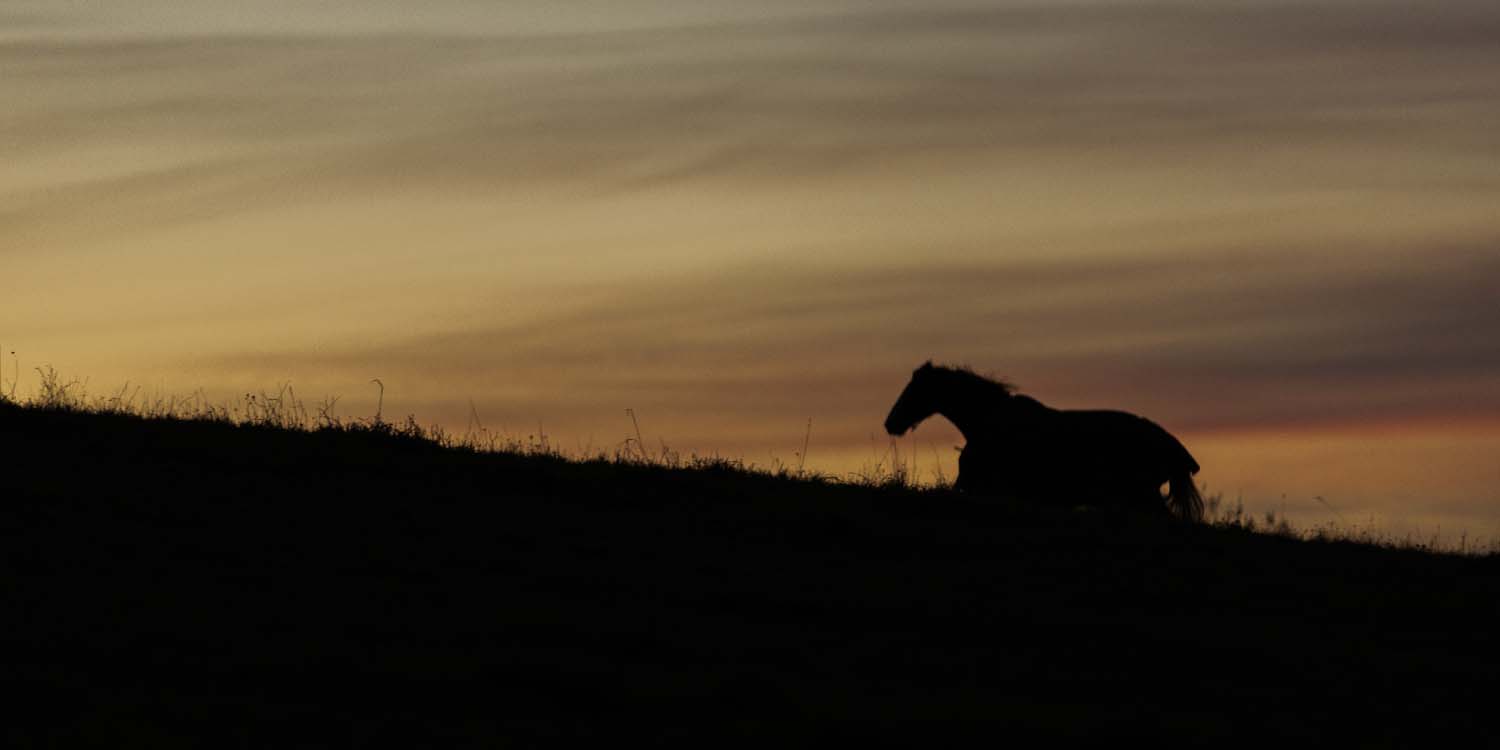 A horse in motion, silhouetted against the sky at either dawn or dusk. It is moving up a grassy hill. The sky is a wash of smoky greys, purples and oranges.